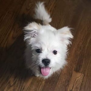 Meet your Posher, Cynthia